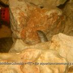 Mastacembelus ellipsifer