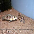 Neolamprologus sexfasciatus Gold