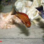 Tropheus Golden Kazumba