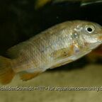 Tropheops sp. "Red Cheek" Chizumulu