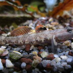 Unsere Weißwangengrundeln - Rhinogobius duospilus
