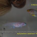 Aphyosemion castaneum "HZ 85/8"