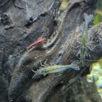 Caridina multidentata und Neocaridina davidi