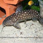 Synodontis angelicus
