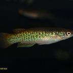 Pachypanchax varatraza​​​ Männchen