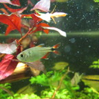 Hyphessobrycon anisitsi (Rautenflecksalmler)