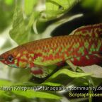 Scriptaphyosemion geryi