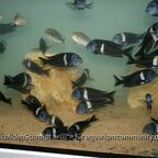 Tropheus duboisi white