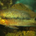 Darienheros calobrensis Weibchen