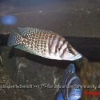 Altolamprologus calvus white