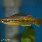 Pachypanchax sp. "Sofia" 2016