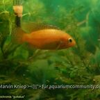 Rubricatochromis guttatus Weibchen mit freischwimmenden Jungfischen