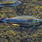 Bedotia madagascariensis