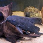 Synodontis