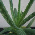 Aloe vera