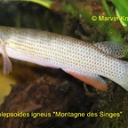Anablepsoides igneus "Montagne des Singes"