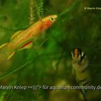 Fundulopanchax nigerianus "Gold" und Epiplatys dageti "Monrovia"