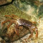 Parathelphusa pantherina
