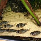 Hoplisoma schwartzi