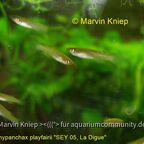 Pachypanchax playfairii "SEY 05, La Digue" Jungfische