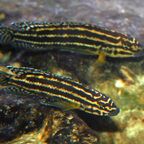 Julidochromis regani