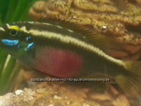 Pelvicachromis Sacrimontis (Weibchen)