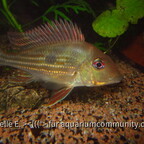 Geophagus winemilleri