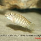 Eretmodus cyanostictus Kapampa