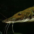 Pseudoplatystoma tigrinum, der Tigerspatelwels