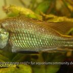 Pyxichromis orthostoma