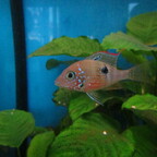 Thorichthys maculipinnis (T. ellioti)