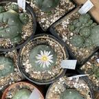 Lophophora diffusa