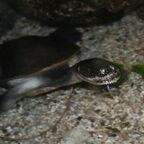 Chelodina parkeri