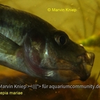 Stomatepia mariae