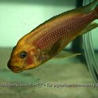 Petrochromis trewavasae WF