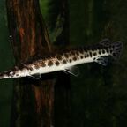 Lepisosteus oculatus