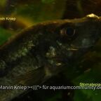 Stomatepia mariae