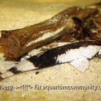 Pseudohemiodon apithanos