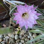 Echinopsis