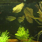 Mesonauta insignis