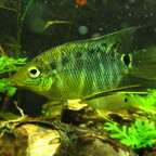 Mesonauta insignis