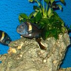 Tropheus duboisi Maswa