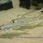 Xenotilapia ornatipinnis Burundi