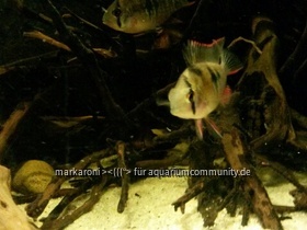 Mikrogeophagus altispinosus sp. Zweifleck WF