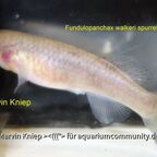 Fundulopanchax walkeri spurelli "Kutunse"