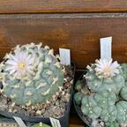 Lophophora williamsii und Lophophora williamsii caespitosa