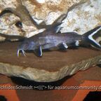 Synodontis granulosus