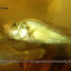Pyxichromis orthostoma