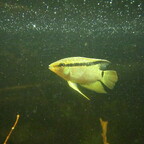 Mesonauta insignis