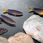 Cyprichromis sp. leptosoma Azuri Kekese